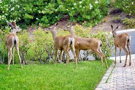 The smell of rotten eggs and spoiled milk are fragrant enough to keep deer at the edge of the yard. Proven Deer Repellant From The Kitchen