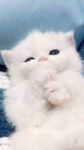 tuysuz kedi tatli kediler kedi resimleri kedi asilari tuysuz kedi tatli kediler cute baby cats cute animals baby animals funny