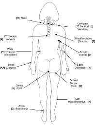 Anatomical Points Used In Locating Body Landmarks On The Back Of The Body Download Scientific Diagram