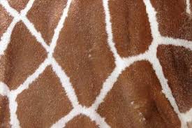 175 Free High Res Animal Fur Textures Best Design Options Fur Textures Animal Prints Pattern Texture
