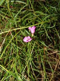 Image result for Micrargeriella aphylla