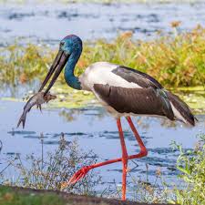 Jabiru 1 Fish 0 Not A Bad Catch For Lunch Took Him All Afternoon To Eat It Pet Birds Nature Birds Animals
