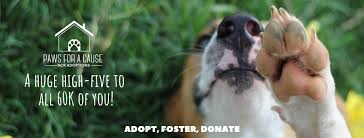 Homes for pets is dedicated to helping homeless pets find their forever homes through pet adoptions and foster pet care in schertz, texas. Paws For A Cause Ncr Adoptions Delhi Home Facebook