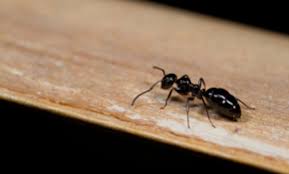 27 george brown st., billerica, ma 01821. Top 10 Best Pest Exterminators In Peabody Ma Angie S List