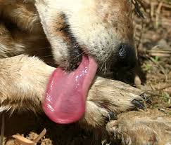 How to treat a cut or bruise on a dog. Why Do Dogs Chew Their Paws