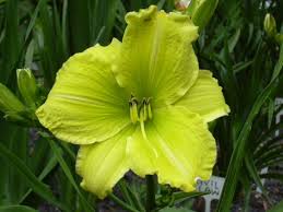 As one of the top two largest flower plant families, the orchid consists of about 27,800 accepted species. 10 Green Flowers Types Meanings And Growing Tips Mystargarden