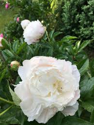 Punktliche Pfingtsrosen Mit Bildern Fruhlingsgarten Blumen Pfingstrosen