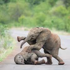 Baby elephants are just adorable and make for entertaining viewing. Two Baby Elephants Playing Natureisfuckinglit
