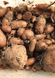 Image result for Coleus esculentus