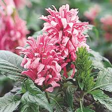 Image result for Justicia carnea