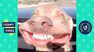 Try Not To Laugh Cute Funny Animals Compilation Funny Vines September 2018 Youtube Think you've mastered the try not to laugh challenge?