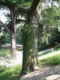 Image result for Necepsia castaneifolia