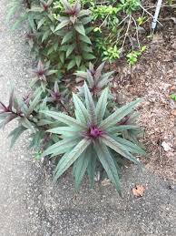 I haven't been able to find anything about it on the web. Cvbpt1rc7veg8m