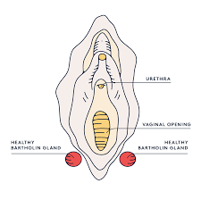It tends to heal quickly and without a problem. Swollen Vulva You May Have A Bartholin Cyst Daye Daye