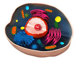 Eukaryotic Cells Cell Structure Mitochondria Cells Project