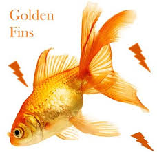 If you have ever wondered the gender of your goldfish, there are a few sure fire ways you can find out. Goldfish Breeding Sexing Tell Tale Signs Of Age Baby Care Goldenfins Thegoldfishguide