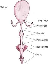 Will he be able to recover? Urethra Veterian Key