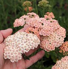 Top 10 Flowers That Bloom All Summer In 2020 Yarrow Plant Achillea Achillea Millefolium