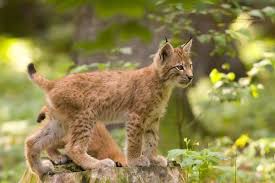 Ik heb het alleen over de meest voorkomende.dat zijn de: Europese Lynx Is Een Elegant Roofdier Lynx Beschrijving Habitat Levensstijl