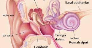 Check spelling or type a new query. Blog Edukasi Percobaan Mekanisme Transmisi Pendengaran