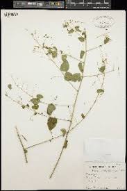 Image result for Helinus spartioides