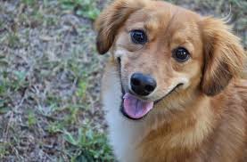 Long Hair Dachshund Mixed With A Sheltie Dyr Og Kjaeledyr Dyr Kjaeledyr