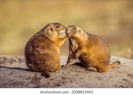 Image result for Cynomys ludovicianus obrázek