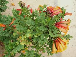 Image result for Tecoma fulva