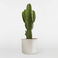 I want the plant to set on top of the potting mix, this allows the roots to go down to get moisture with out the plant now lets plant. Cactus Euphorbia Candelabra Tree Indoor Plants In London Patch