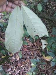 Image result for Anthonotha macrophylla