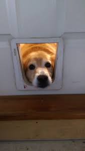 my dog likes to look through the cat door every time i come home cat door dogs silly dogs