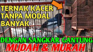 Sehingga potensi bisnis ternak kacer memang terus berkembang sepanjang waktu. Cara Membuat Kandang Ternak Burung Kacer Poci Model Sangkar Gantung Bisnis Ternak Jaman Now Youtube