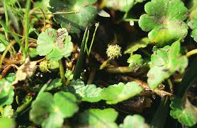 Image result for Hydrocotyle ranunculoides