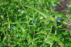 Image result for Commelina reptans