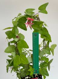 Image result for Passiflora sanguinolenta