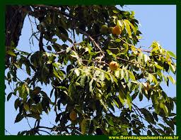 Image result for Antrocaryon