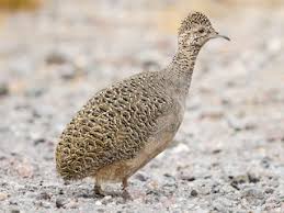 Image result for Cliffortia nitidula