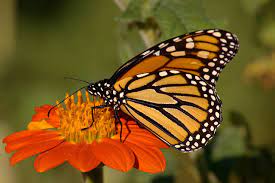 Herbicida De Monsanto Deja Al Borde De La Extincion A La Maravillosa Mariposa Monarca Diario Ecologia