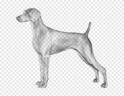 And see also some randomly maybe you like The Weimaraner Labrador Retriever German Shorthaired Pointer Dog Breed Mammal Carnivoran Png Pngegg