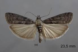 Image result for Pyla fusca