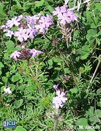 Image result for Verbena aristigera