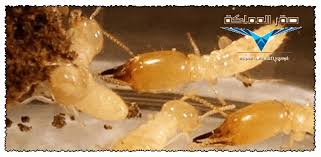 شركة مكافحة النمل الابيض بالرياض 0501533591 صقر المملكة Food Shrimp