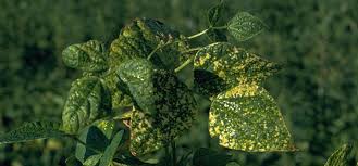 Green bean plant diseases pictures. Bean Mosaic Virus Guide
