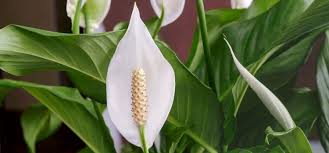 Selain warnanya yang cerah mencolok keunikan lainnya dari bunga ini adalah tanaman ini biasa dijadikan wewangian, dan juga tamanan ini juga dapat dijadikan sebagai pengusir nyamuk. Jenis Jenis Tanaman Hias Yang Sedang Populer Saat Ini Tanaman Hias Jakarta