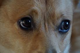 The corgi puppies for sale near me can easily comfortable in apartments, flats, or any type of living space. Corgi Puppies For Sale Pittsburgh Bmo Show