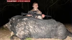 I hunt in fl where the hog's are big and mean and the deer tend to be on the smallish side. 13 Year Old Shots Kills 400 Pound Feral Hog In Columbus Texas With One Shot Using Ar 15 Rifle Abc13 Houston