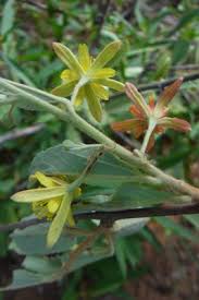 Image result for Grewia flava