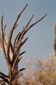 Image result for Alepidea amatymbica