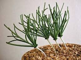 Image result for Eriospermum seineri