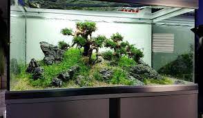 Mudah Dan Murah Ini 12 Cara Membuat Aquascape Sendiri Di Rumah